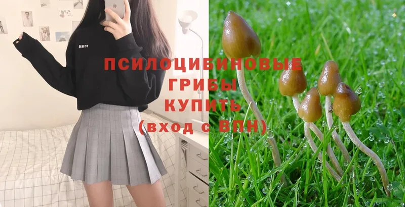 Галлюциногенные грибы Magic Shrooms  Мурманск 